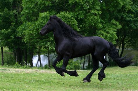 Friesians Are Breathtaking Horses Friesian Stallion Horses Friesian