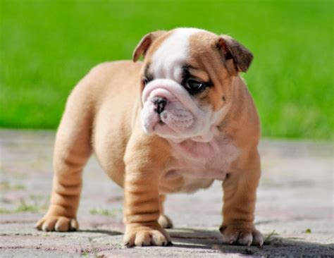 The best english bulldogs, vector. Miniature English Bulldog Info, Temperament, Puppies, Pictures