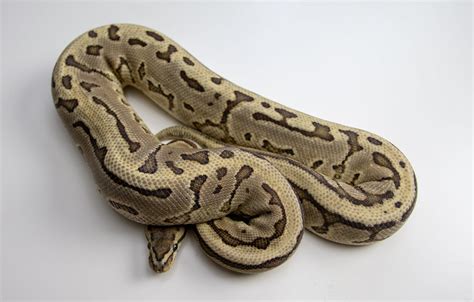 Leopard Ball Python Morph Facts Appearance Pictures And Care Guide