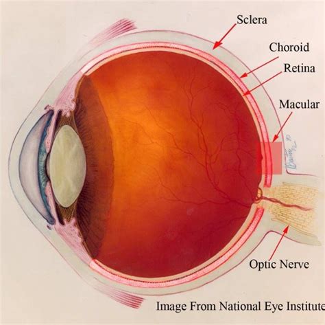 Anatomy Of The Human Eye The Choroid Is The Vascular Layer Between The