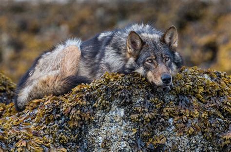 The Unique Sea Wolf Is In Danger Of Extinction Thanks To Our Actions