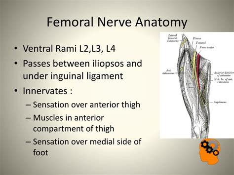 Ppt Nerve Injuries In The Lower Limb Powerpoint Presentation Id My