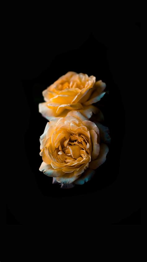 Download Wallpaper 2160x3840 Flower Rose Yellow Bud Dark Background