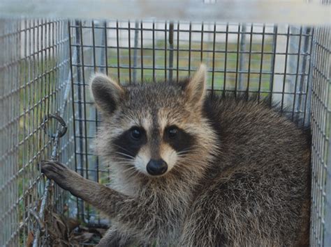 Very nice people, respectful and pleasant. About Us | Xceptional Wildlife Removal