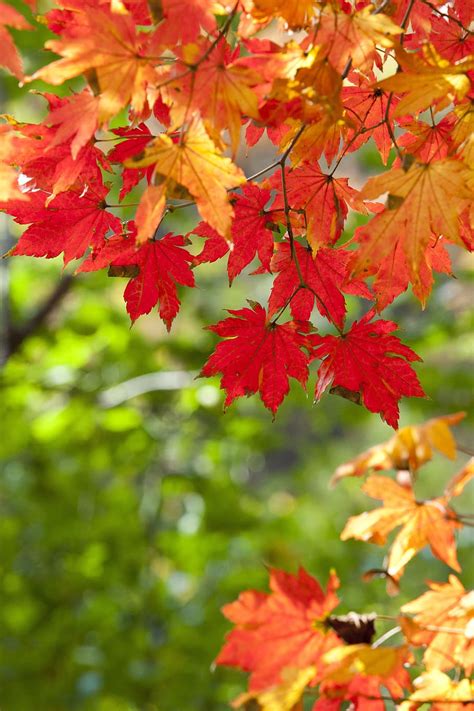 Hd Wallpaper Autumn Leaves The Leaves Leaf Red Maple Maple Wood