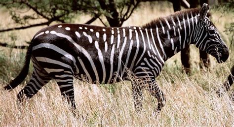 Another Awesome Zebra Plains Zebra Zebras Unusual Animals