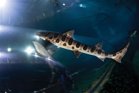 Bay Nature Magazine Abundant Leopard Sharks Find A New Bay Haven Bay Nature