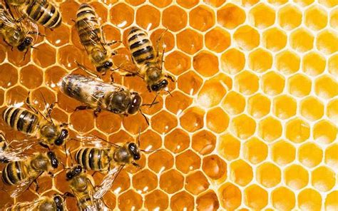 advierten sobre extinción de especies de abejas en méxico la prensa noticias policiacas