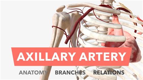 Axillary Artery Anatomy Branches And Relations Youtube
