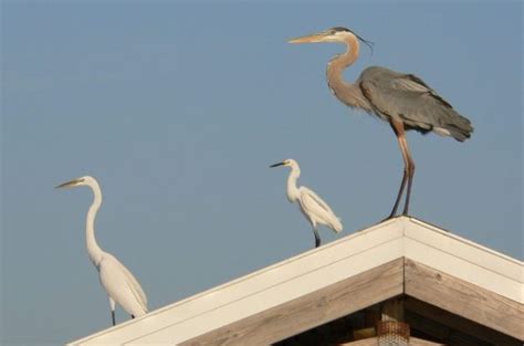 10 Herons And Egrets Found In North America Wading Birds