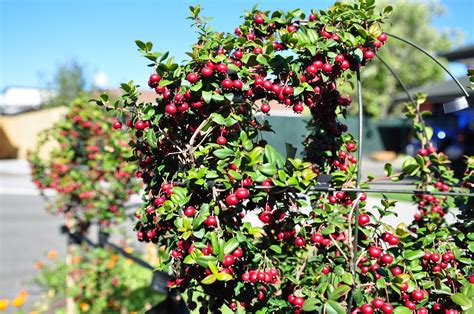 Suitable for eating (if you like tart) and for cooking, resists browning when cut. NZ cranberry aka Chilean Guava | Fruit trees, Plants, Flora