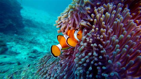 Clownfish And Anemone Youtube