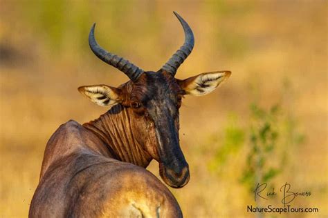 Mammals Of Africa Focusing On Wildlife