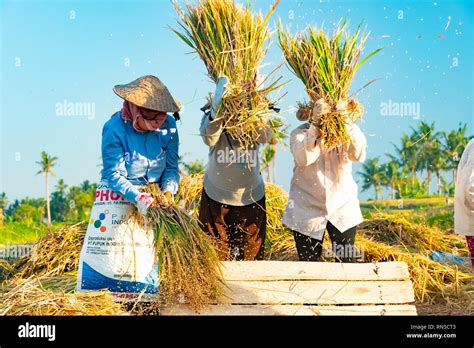 Bali Indonesia April 12 2018 Female Balinese Farm Workers Laugh As They Traditional Harvest