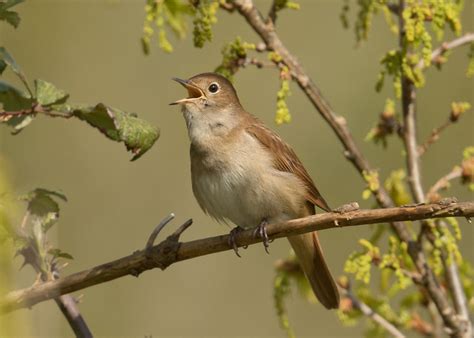 Common Nightingale Bird Photo Call And Song Luscinia Megarhynchos