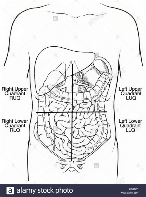 Houses the right lobe of liver; Illustration of Abdominal Quadrants Stock Photo, Royalty Free Image: 135006906 - Alamy