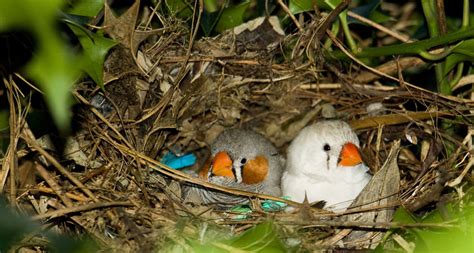 Zebra finches use camouflage | Science News