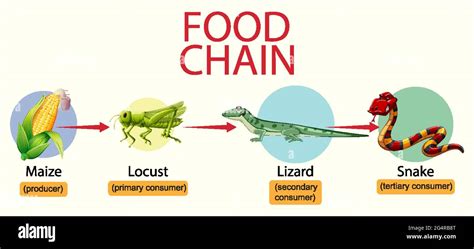 Science Food Chain Diagram Illustration Stock Vector Image And Art Alamy