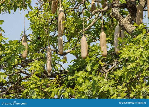African Sausage Tree Kigelia Africana Fruits Hanging From Branches