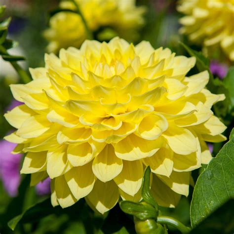 Vibrant Yellow Dahlia Bulbs For Sale Online Gallery Pinto Easy To