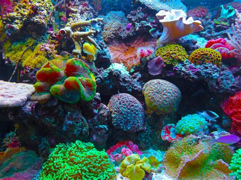Free Images Coral Reef Invertebrate Habitat Salt Water Organism