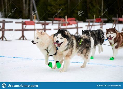 Running Husky Dog On Sled Dog Racing Stock Photo Image Of Dogsled