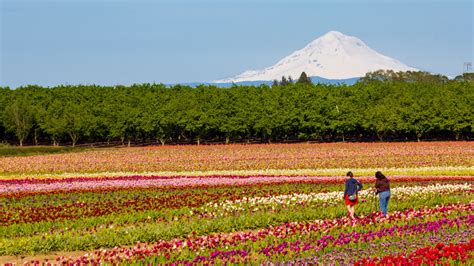 How To Spring Like An Oregonian Travel Oregon