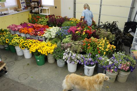 Fresh Cut Flower Farm Pick Up The Gardeners Workshop