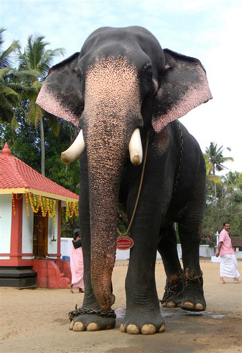 Guruvayoor Valiayakeshavan Elephants In Kerala Digital Keralam