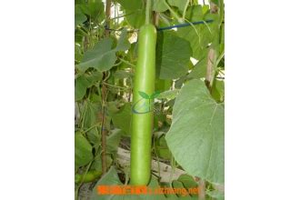 How to grow gourd on the balcony balcony 瓠瓜瓠瓜在阳台上的种植方法. 佛手瓜的做法 佛手瓜怎么做好吃_胡瓜_做法,功效与作用,营养价值z.xiziwang.net