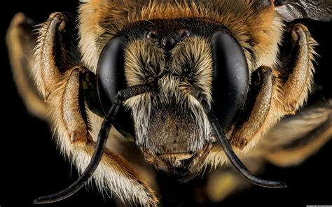 Macro Bees Wallpapers Wallpaper Cave