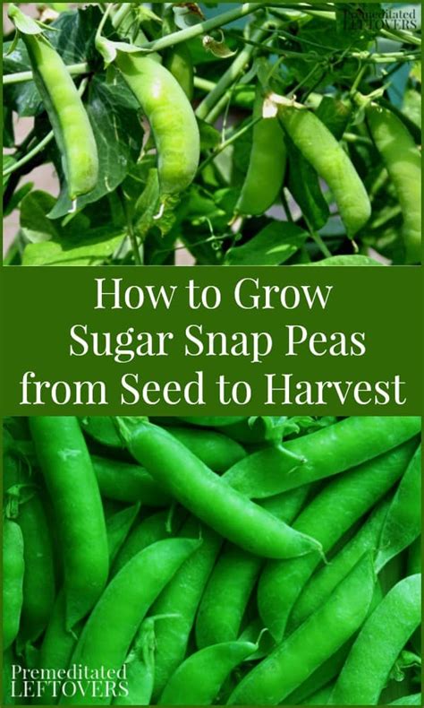How To Grow Sugar Snap Peas From Seed To Harvest