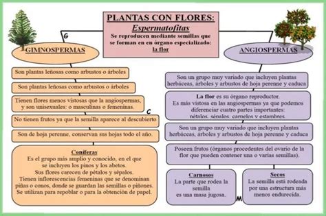Realizar Un Cuadro Comparativo Entre La Reproducci N De Las Plantas Sin Flor Y Con Flor