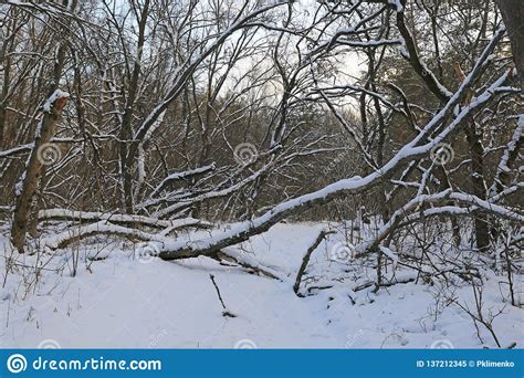 Winter Scene In Deep Forest Stock Image Image Of Nobody Frosty