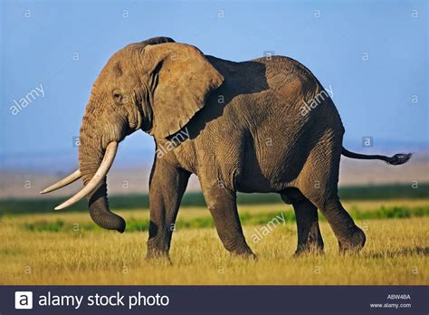 African Elephant Loxodonta Africana Bull Elephant With Large Tusks Stock Photo 2413753 Alamy