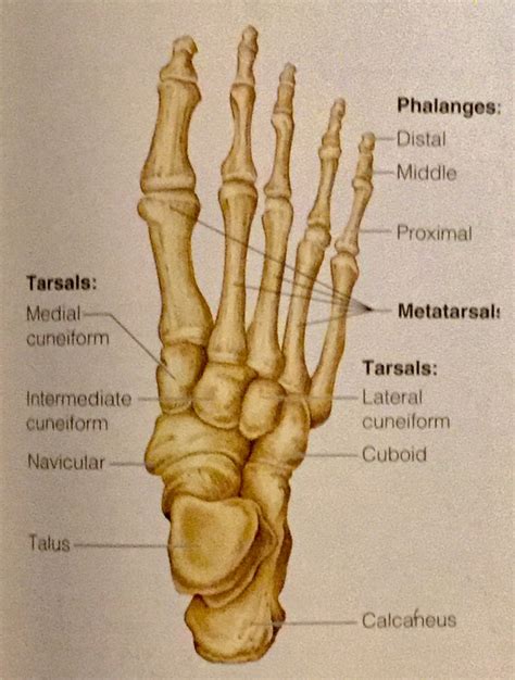 Skeletal System Anatomy Foot Diagram Quizlet