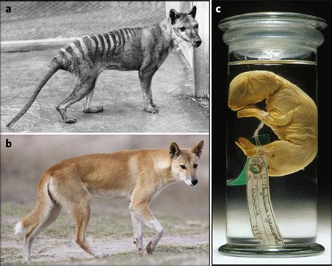 Can Tasmanian Tigers Be Revived From Extinction? Scientists Sequence DNA