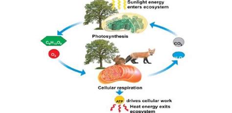 How are respiration and photosynthesis related to each ...