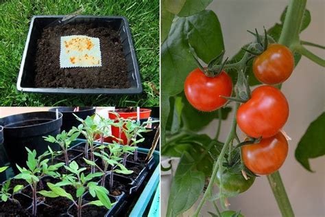 How To Save And Sow Tomato Seeds Lovely Greens