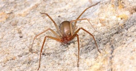Venomous Poisonous Spiders In Ohio Wiki Point