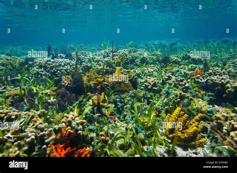 Underwater Landscape On A Colorful Seabed With Sponges And Corals In