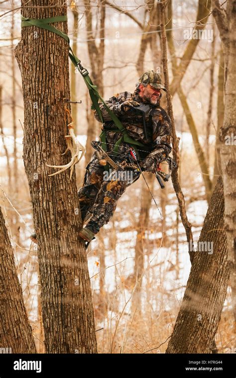 Hunter In Tree Saddle Tree Stand In Winter During A Deer Hunt Stock