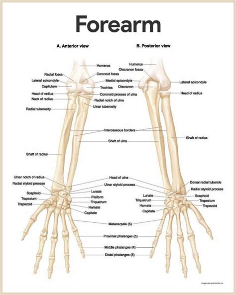 The muscle of the common extensor tendon that is nearest this side of the arm is the extensor carpi ulnaris, which attaches to the proximal end of the fifth metacarpal, or the palm bone beneath the pinky. anatomy image by Aletha Lanelle | Skeletal system anatomy ...