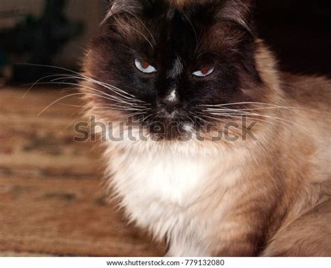 Siamese Cat Angry Best Cat Wallpaper