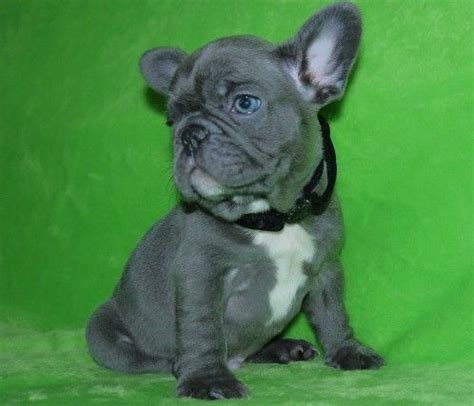 Features and shout outs available. French Bulldog Sale Illinois | Hoobly.US