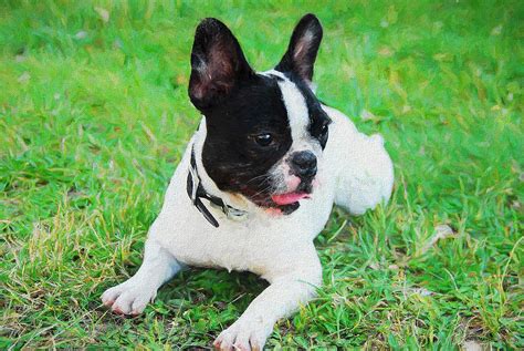 Explore 120 listings for merle french bulldogs for sale at best prices. French Bulldog Puppy In The Grass - Painted Painting by ...