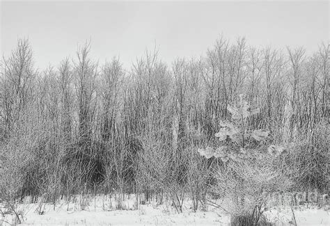 Winter Woods Photograph By Scott Boylen Fine Art America