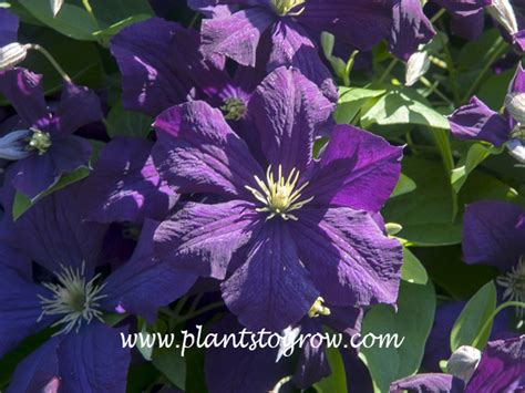 Clematis Jackmanii Superba Plants To Grow Plants Database By Paul S