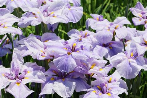 Growing Japanese Iris Old Farmers Almanac