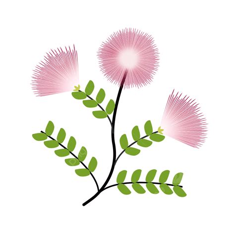 Sprig Of Acacia Clipart Flower